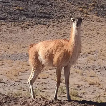 Guanaco, foto de awatin