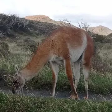 Guanaco, foto de Danipantera