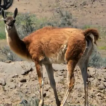 Guanaco, foto de rafitabird