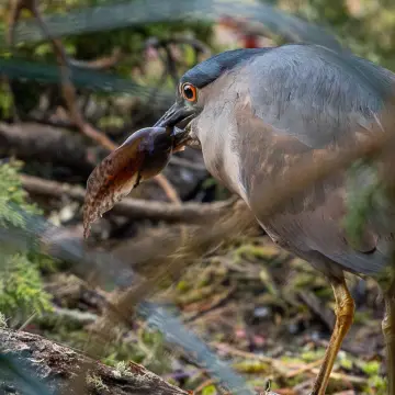 Huairavo, foto de MatiasBarrientos