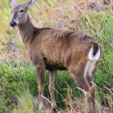 Huemul, foto de LuisFaunaCl