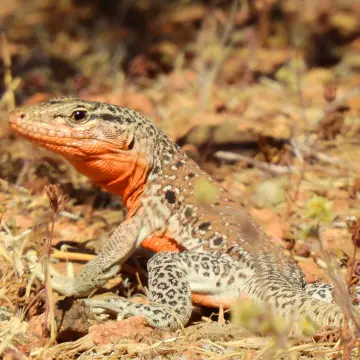 Iguana chilena, foto de PhymaturusMaulense