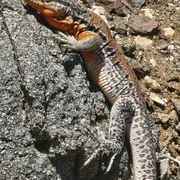 Iguana chilena, foto de rafitabird