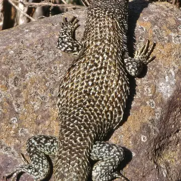 Lagarto nítido, foto de rafitabird