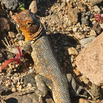 Lagartija de Atacama, foto de rafitabird