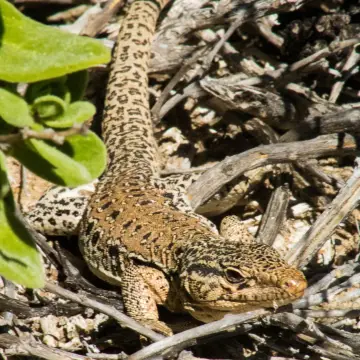 Iguana chilena, foto de Roberto