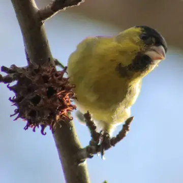 Jilguero austral, foto de awatin