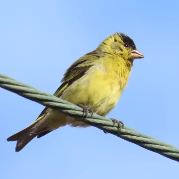 Jilguero austral, foto de Chincolito87