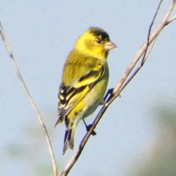 Jilguero austral, foto de Danipantera