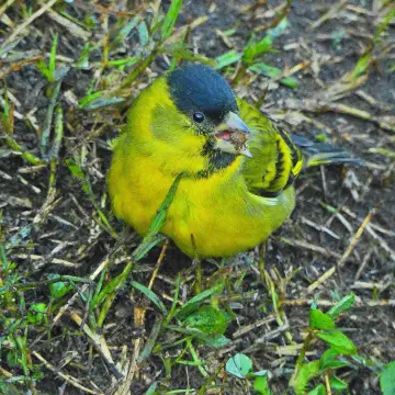 Jilguero austral, foto de IRO_NIKO