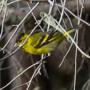 Jilguero austral, foto de Zaitark