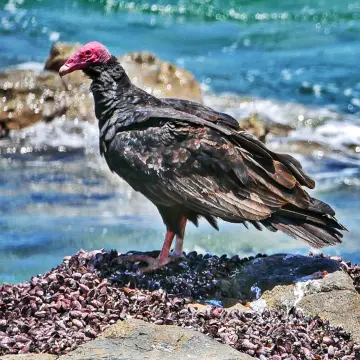 Jote de cabeza colorada, foto de Amilcar_Galván