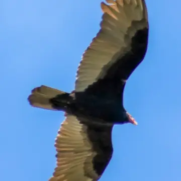 Jote de cabeza colorada, foto de awatin