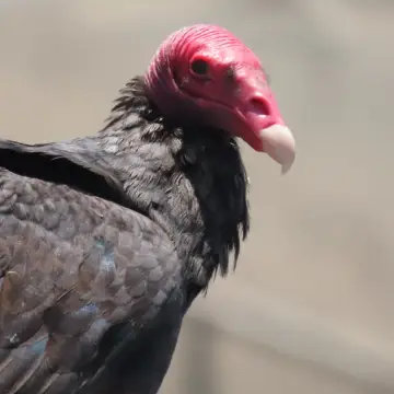 Jote de cabeza colorada, foto de Chincolito87
