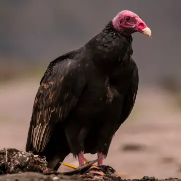Jote de cabeza colorada, foto de DiegoSN