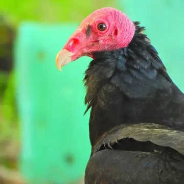 Jote de cabeza colorada, foto de IRO_NIKO