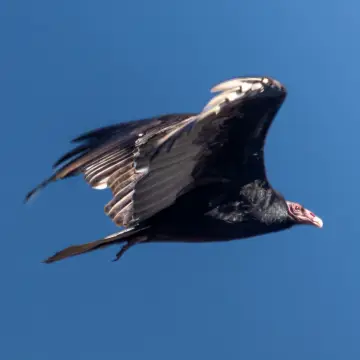 Jote de cabeza colorada, foto de LuisFaunaCl