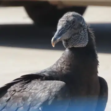 Jote de cabeza negra, foto de Chincolito87
