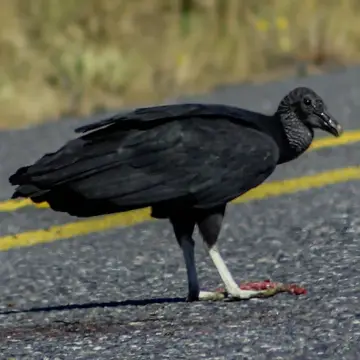Jote de cabeza negra, foto de LuisFaunaCl