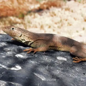 Lagartija de Atacama, foto de Amilcar_Galván