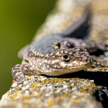 Lagartija de los montes, foto de LuisFaunaCl