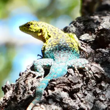 Lagartija esbelta, foto de Danipantera