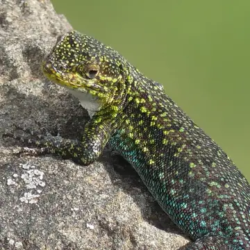 Lagartija esbelta, foto de Kathyko