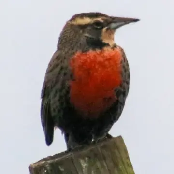 Loica, foto de awatin