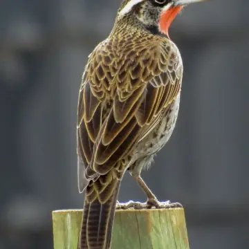 Loica, foto de Manguitoo