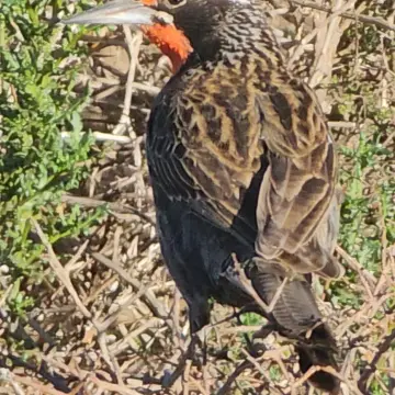 Loica, foto de rafitabird