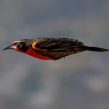 Loica, foto de rev_fotos