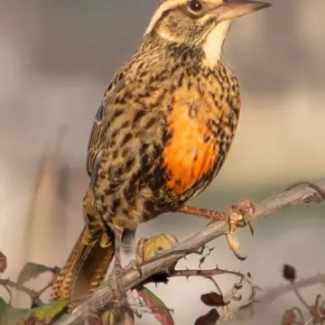 Loica, foto de LuisFaunaCl