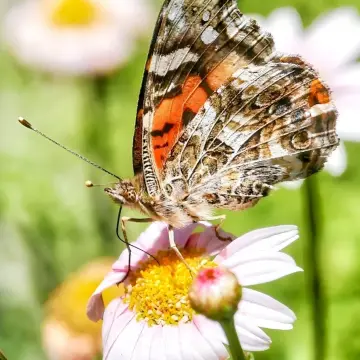 Mariposa colorada, foto de Amilcar_Galván