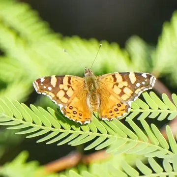 Mariposa colorada, foto de Amilcar_Galván