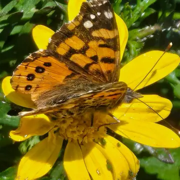 Mariposa colorada, foto de Kachele