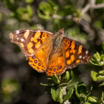 Mariposa colorada, foto de LuisFaunaCl