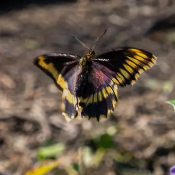 Mariposa de la oreja de zorro, foto de LuisFaunaCl