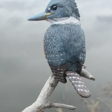Martín pescador, foto de Migueceryle
