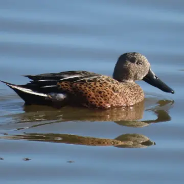 Pato cuchara, foto de Chincolito87