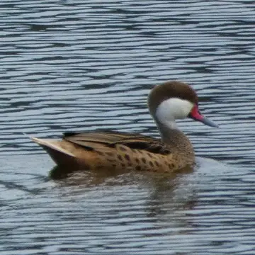 Pato gargantillo, foto de Danipantera