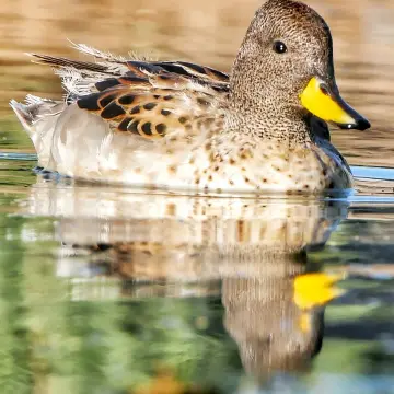 Pato jergón chico, foto de Amilcar_Galván
