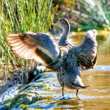 Pato jergón chico, foto de Amilcar_Galván