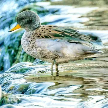 Pato jergón chico, foto de Amilcar_Galván