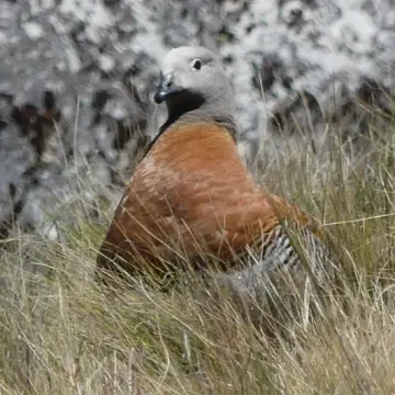 Canquén común, foto de Kathyko