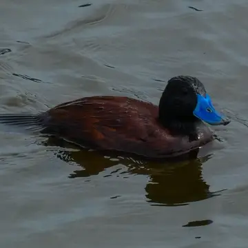 Pato rana de pico delgado, foto de Danipantera