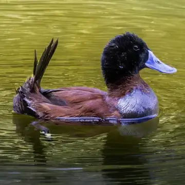 Pato rana de pico delgado, foto de LuisFaunaCl