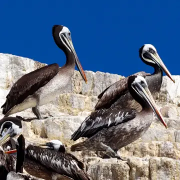 Pelícano de Humboldt, foto de Javiernaturalist