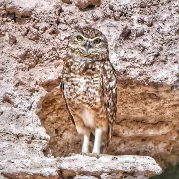 Pequén, foto de Amilcar_Galván