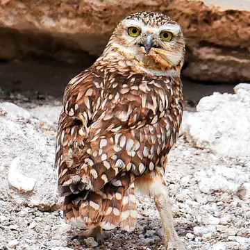 Pequén, foto de Amilcar_Galván
