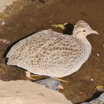 Perdiz chilena, foto de rafitabird